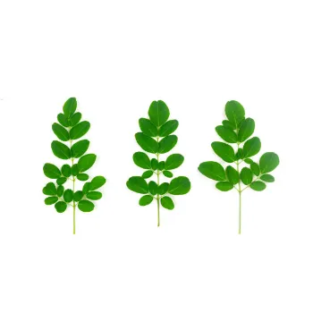 Medicine Moringa Leaves